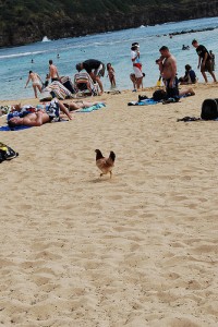 なぜか海辺を急ぎ走る鶏