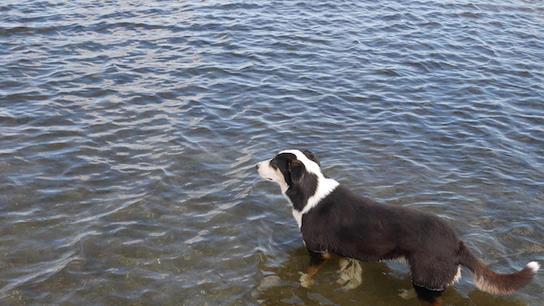 dog in the lagoon